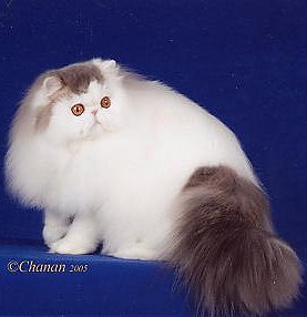 GC, RW Parti Wai No Regrets of Serafinaz,  Blue tabby and white male Persian