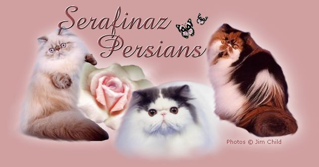 Serafinaz Persians, Welcome to Serafinaz Cattery! Home of CFA Regional Winners, and Grand Champion Persians